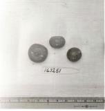 Click for 1 image(s) for this accession. FRUIT